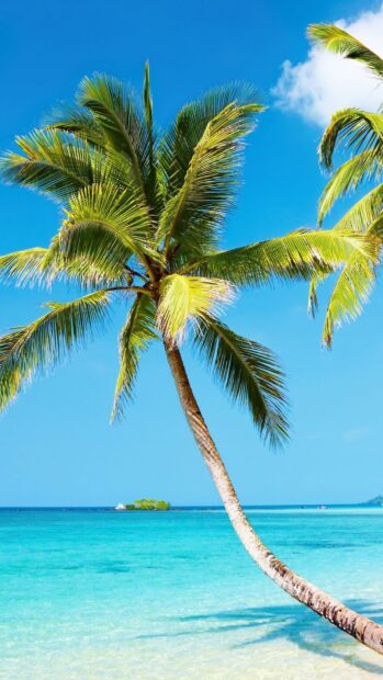 A tall coconut palm tree on a pristine turquoise sea in Caribbean Islands
