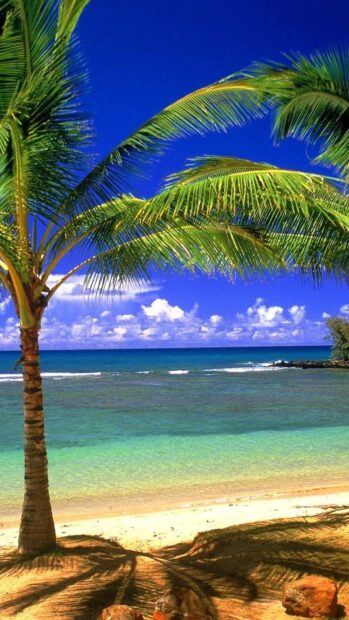 Tropical Caribbean Islands beach with palm tree and clear blue sea under bright sky