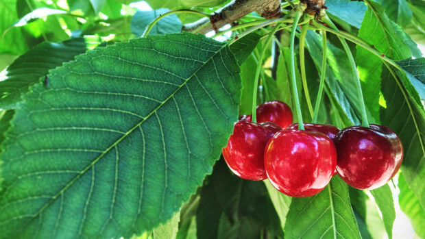 Fresh ripe cherry hanging on a tree branch with green leaves in bright sunlight