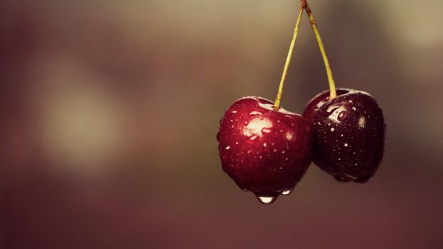 Two fresh cherries covered with water droplets hanging on a branch