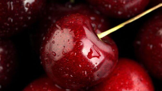A close up of a fresh cherry with water droplets on its surface