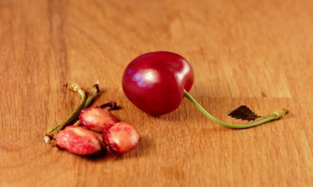 A fresh cherry with seeds and stems on a wooden surface