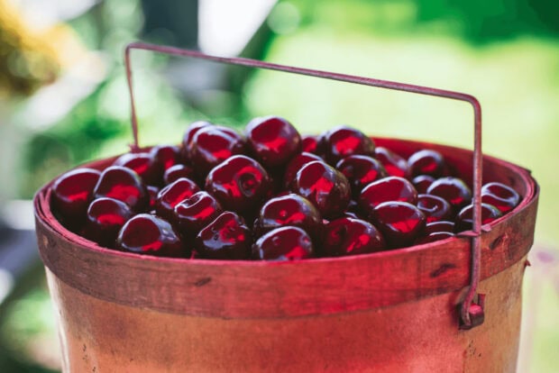 A basket filled with fresh ripe cherry in natural light
