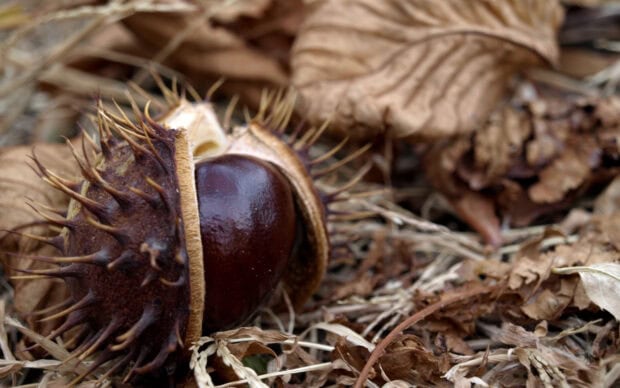 A close up of chestnut tree seed surrounded by dry leaves on the ground