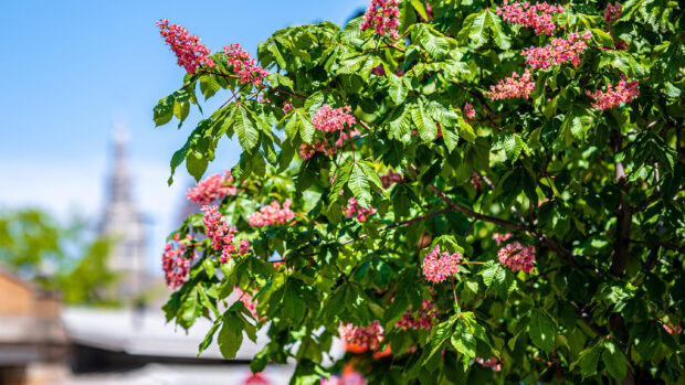 Branches of chestnut tree with pink flowers under a clear blue sky