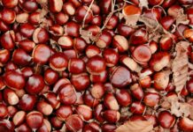 A close up of chestnut tree nuts scattered among dry leaves on the ground