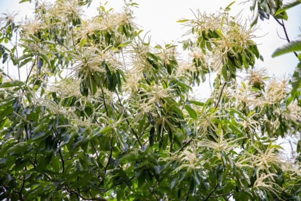 Chestnut tree branches with green leaves and cream colored flowers in natural light