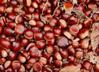 A close up of chestnut tree nuts scattered among dry leaves on the ground