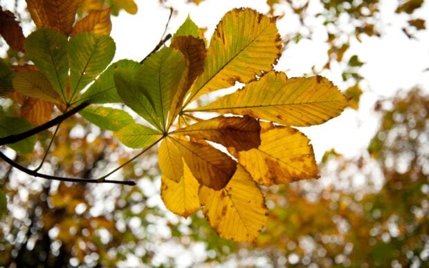 Close up of chestnut tree leaves turning yellow in autumn sunlight