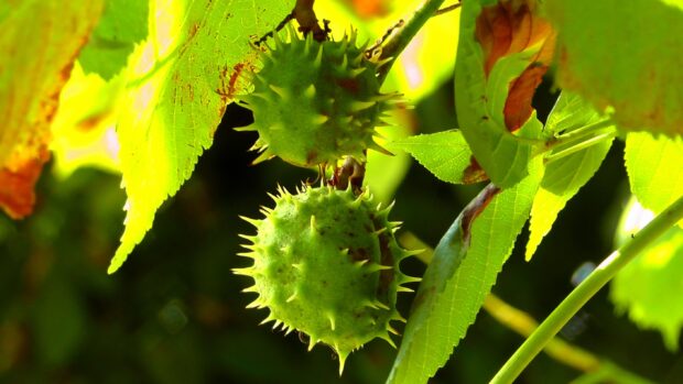Green chestnut tree spiky fruits hanging among bright leaves on a sunny day