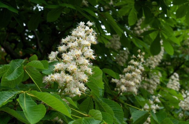 White flowers blooming on a chestnut tree surrounded by green leaves