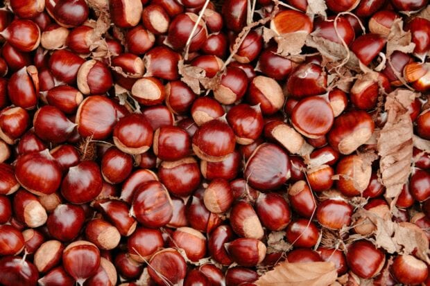 A close up of chestnut tree nuts scattered among dry leaves on the ground