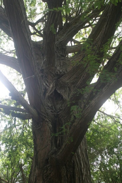 Close up view of a large chestnut tree trunk with branches and green leaves