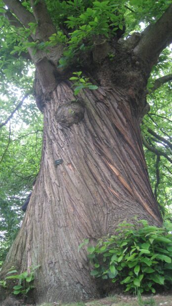 Old chestnut tree trunk with detailed bark texture and green leaves in a forest setting