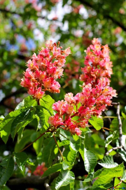 Vibrant chestnut tree blooms surrounded by lush green leaves in bright sunlight