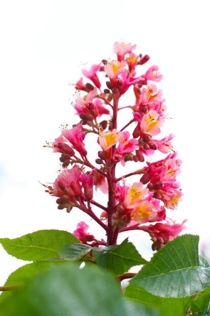 Close up of chestnut tree flowers blooming with green leaves in bright daylight