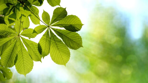 Close up of green chestnut tree leaves in sunlight with blurred background