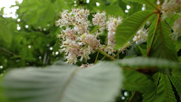 Close up of chestnut tree flowers surrounded by green leaves in a forest setting