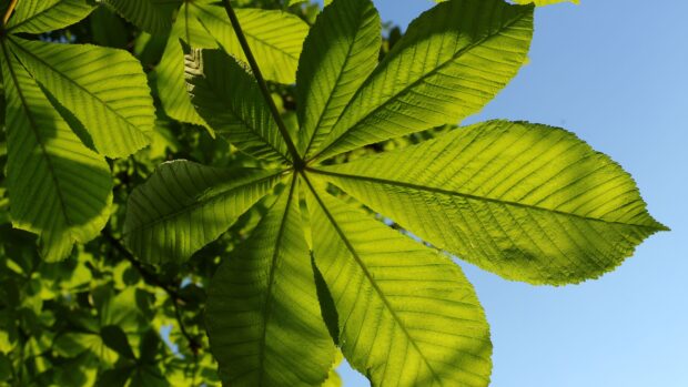 Close up of bright green chestnut tree leaves under sunlight