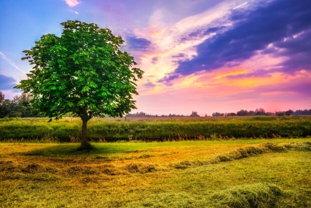 A chestnut tree standing alone in a vibrant field under a colorful sunset sky