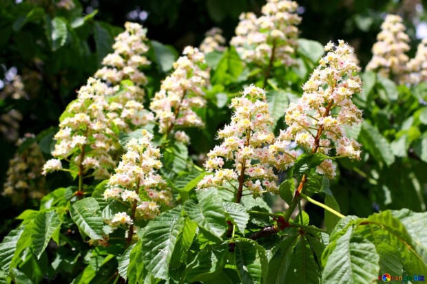 Close up of chestnut tree flowers with green leaves in bright sunlight