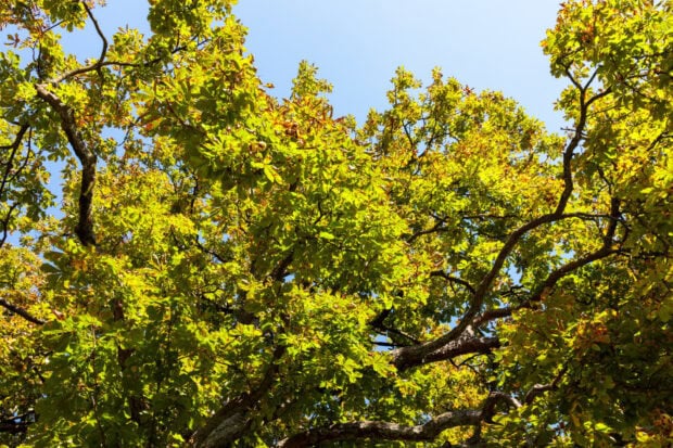 Green chestnut tree foliage against a clear blue sky on a sunny day