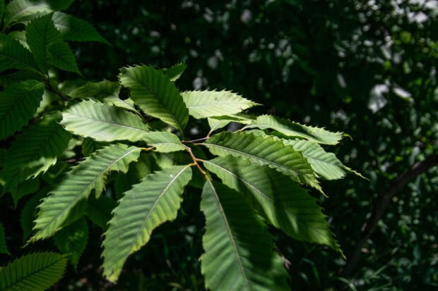 Green chestnut tree leaves illuminated by sunlight in natural setting