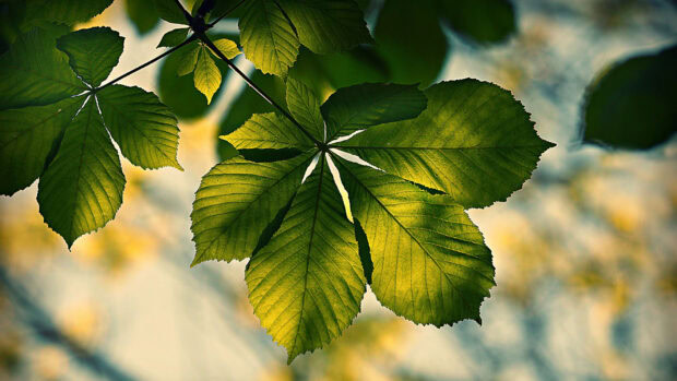 Green chestnut tree leaves illuminated by sunlight in nature