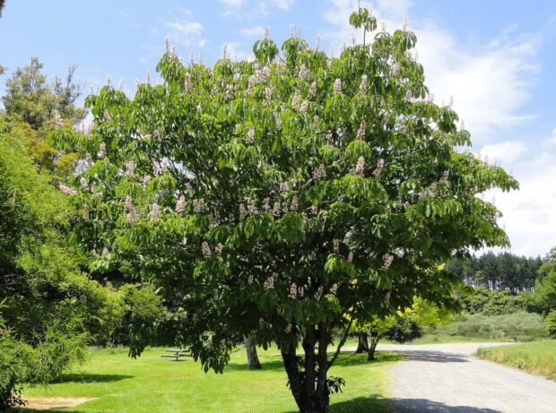 A chestnut tree with green leaves and white flowers standing in a sunny park area