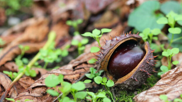 A close up of a chestnut tree nut lying on dry leaves and small green plants