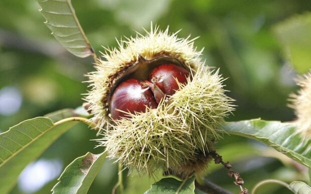 A close up of a chestnut tree with ripe chestnut fruits surrounded by spiky husks on green leaves