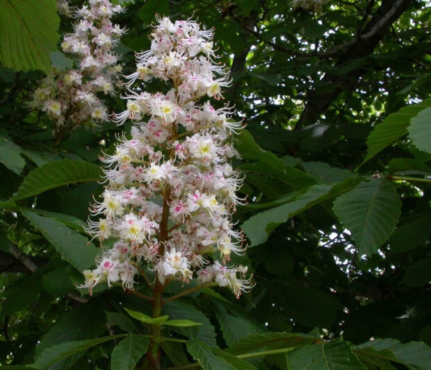 A close up of chestnut tree flowers blooming among green leaves