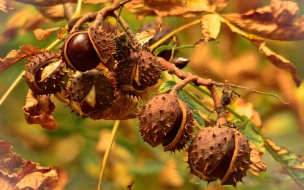 A close up of chestnut tree with ripe chestnut fruits hanging among autumn leaves