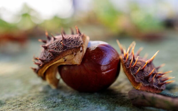 A chestnut tree seed partially enclosed in its spiky husk resting on a textured surface