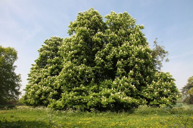 A large chestnut tree covered with white blossoms in a green meadow under a clear sky