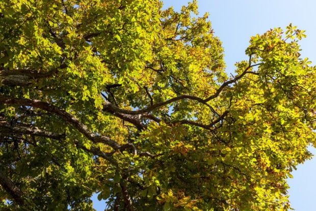 Bright green chestnut tree foliage under a clear blue sky in natural daylight