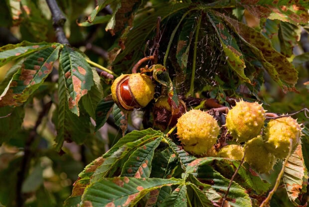 Chestnut tree with spiky fruit and green leaves in natural setting