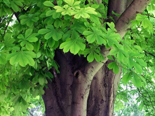 Close up of fresh green chestnut tree leaves and thick trunk in spring
