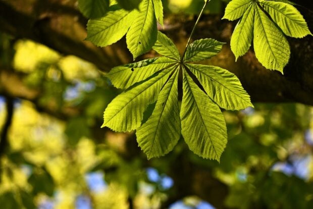 Close up of vibrant chestnut tree leaves in sunlight on a bright day