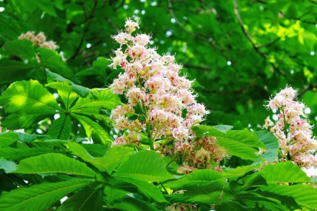 Pink flowers blooming on a chestnut tree surrounded by green leaves in bright daylight