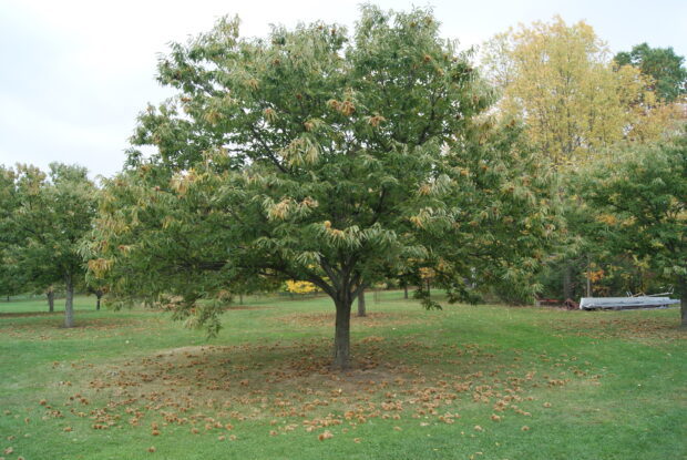 Chestnut tree with green leaves and fallen nuts on the grass in a park