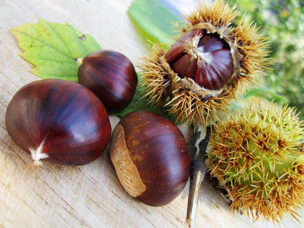 Close up of chestnut tree nuts with spiky green husks on wooden surface