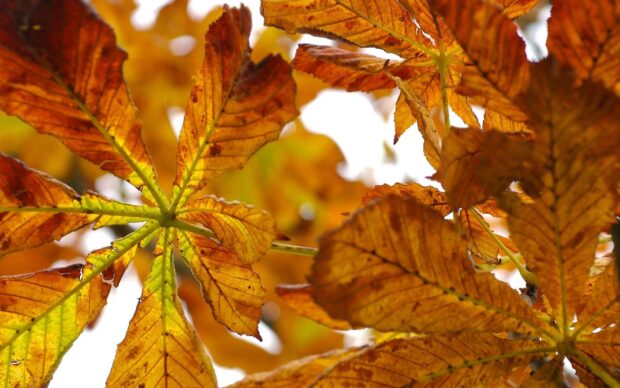 Close up of chestnut tree leaves in autumn showing detailed veins and colors