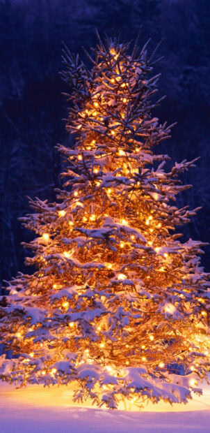 A snow covered Christmas tree decorated with glowing warm lights in a winter night