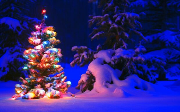 A small Christmas tree covered with snow and colorful lights in a snowy forest at night
