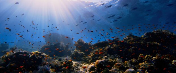 Vibrant coral sea teeming with colorful fish under sunlight rays