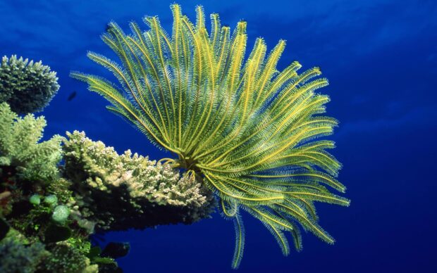 Yellow coral sea fan underwater in the deep blue ocean
