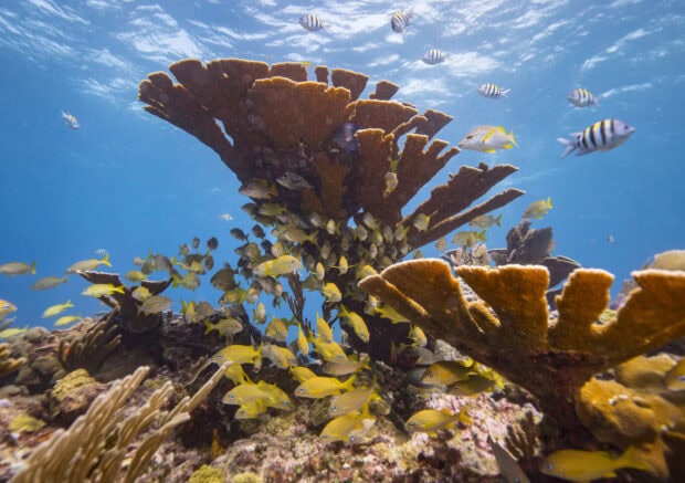A vibrant coral reef with yellow fish swimming around in the clear Coral Sea waters