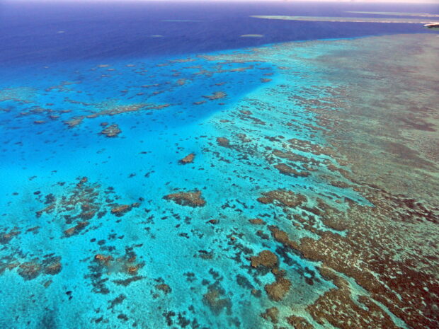 Aerial view of vibrant coral sea showcasing clear blue water and extensive coral formations