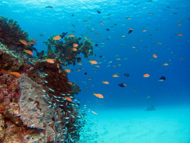 Colorful coral reef with various fish swimming in the clear Coral Sea water